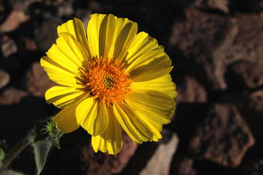 Image de Geraea canescens Torr. & A. Gray