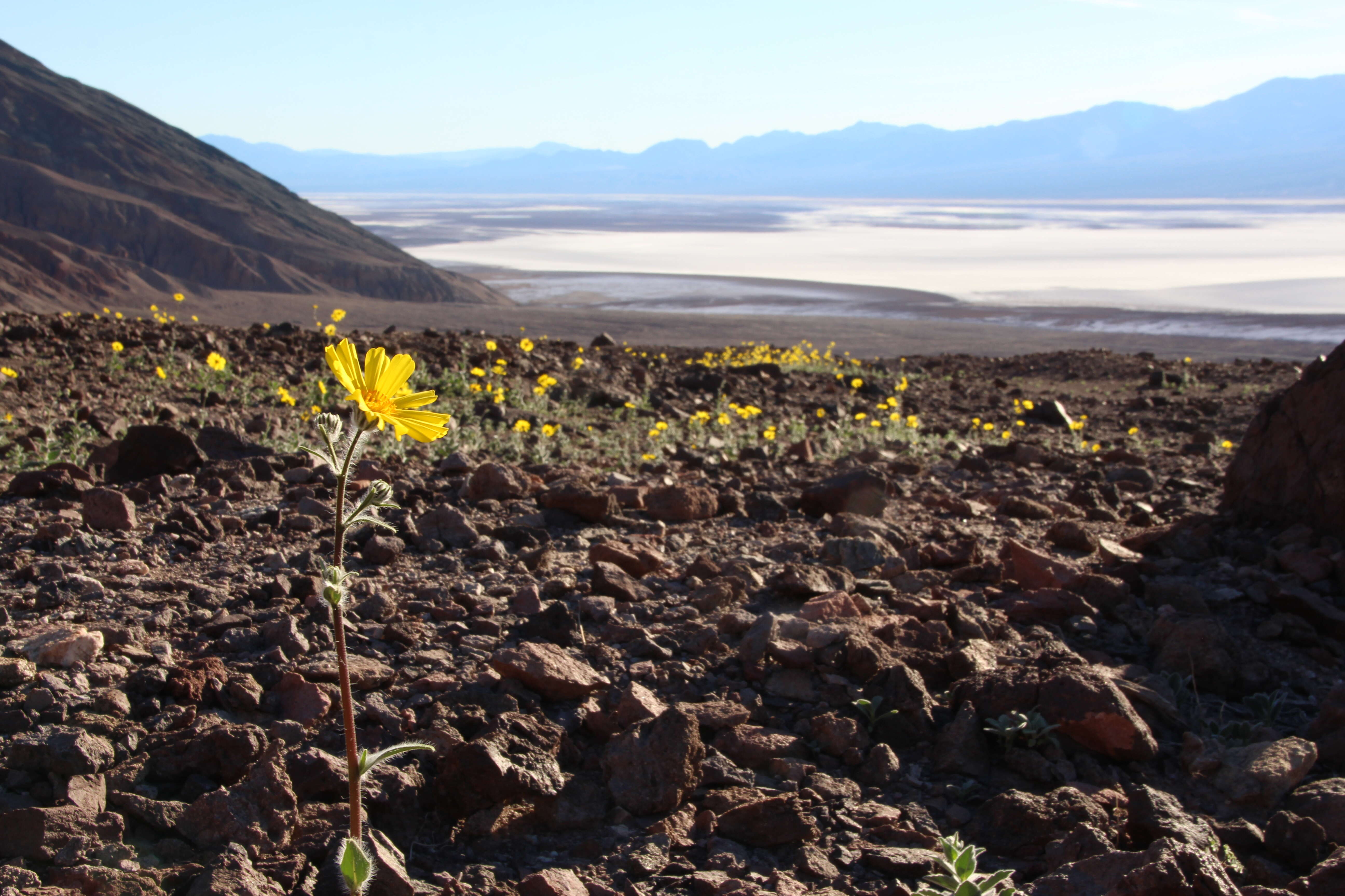 Geraea canescens Torr. & A. Gray的圖片