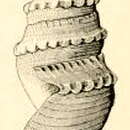 Image of Bathytoma agnata Hedley & Petterd 1906