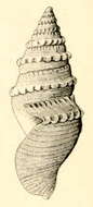 صورة Bathytoma agnata Hedley & Petterd 1906