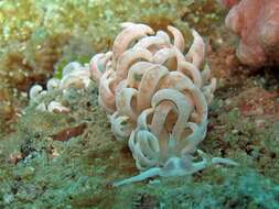 Imagem de Phyllodesmium magnum Rudman 1991