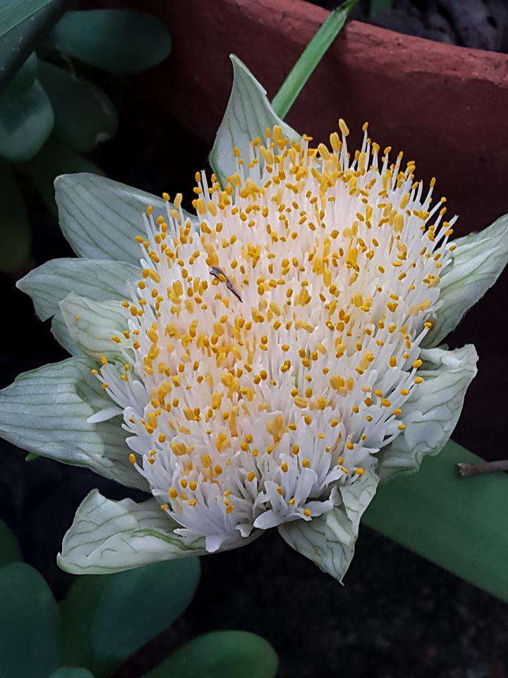 Imagem de Haemanthus albiflos Jacq.