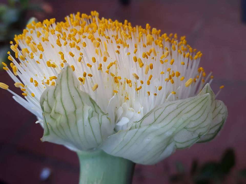 Imagem de Haemanthus albiflos Jacq.