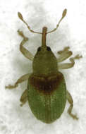 Image of Peristoreus viridipennis