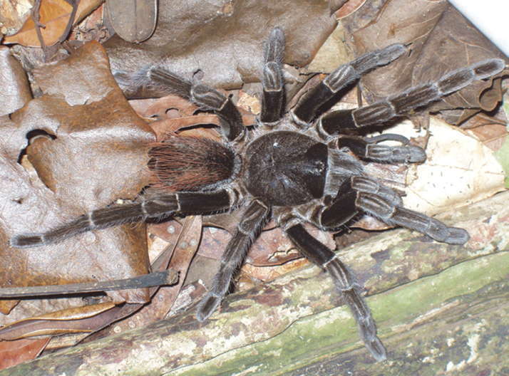 Image of Sericopelma