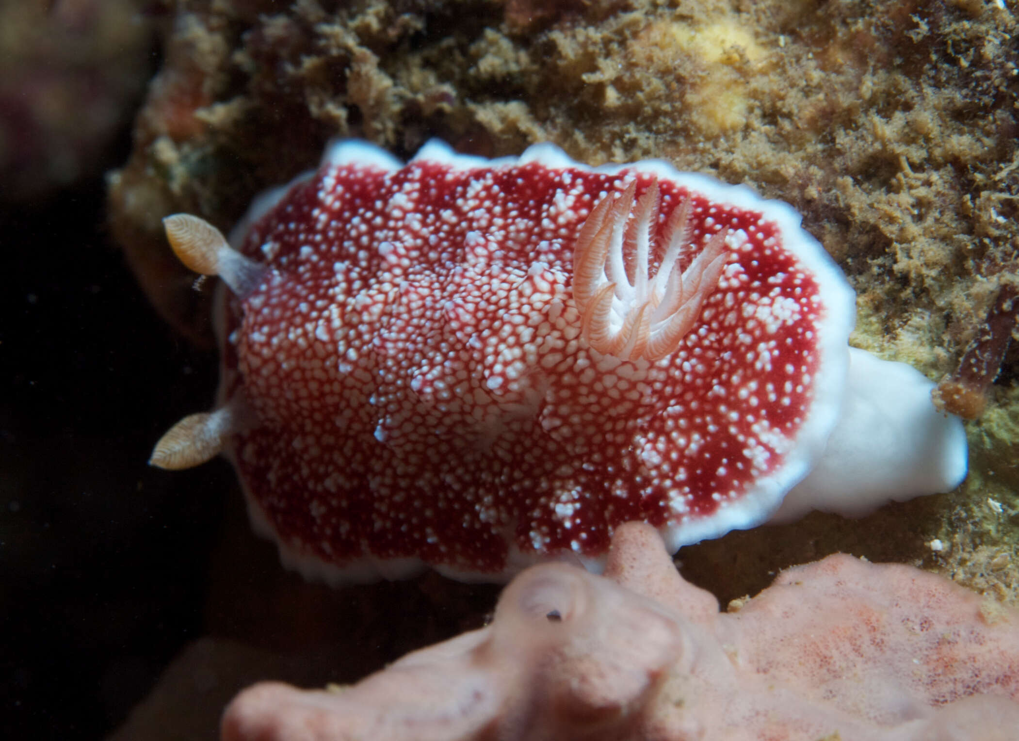 Image of Red-netted slug