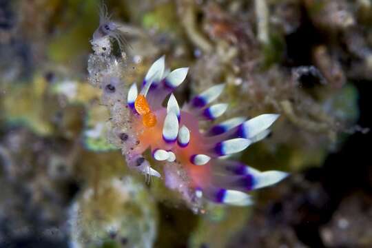 Image of Whitetip purple cerrata pink slug