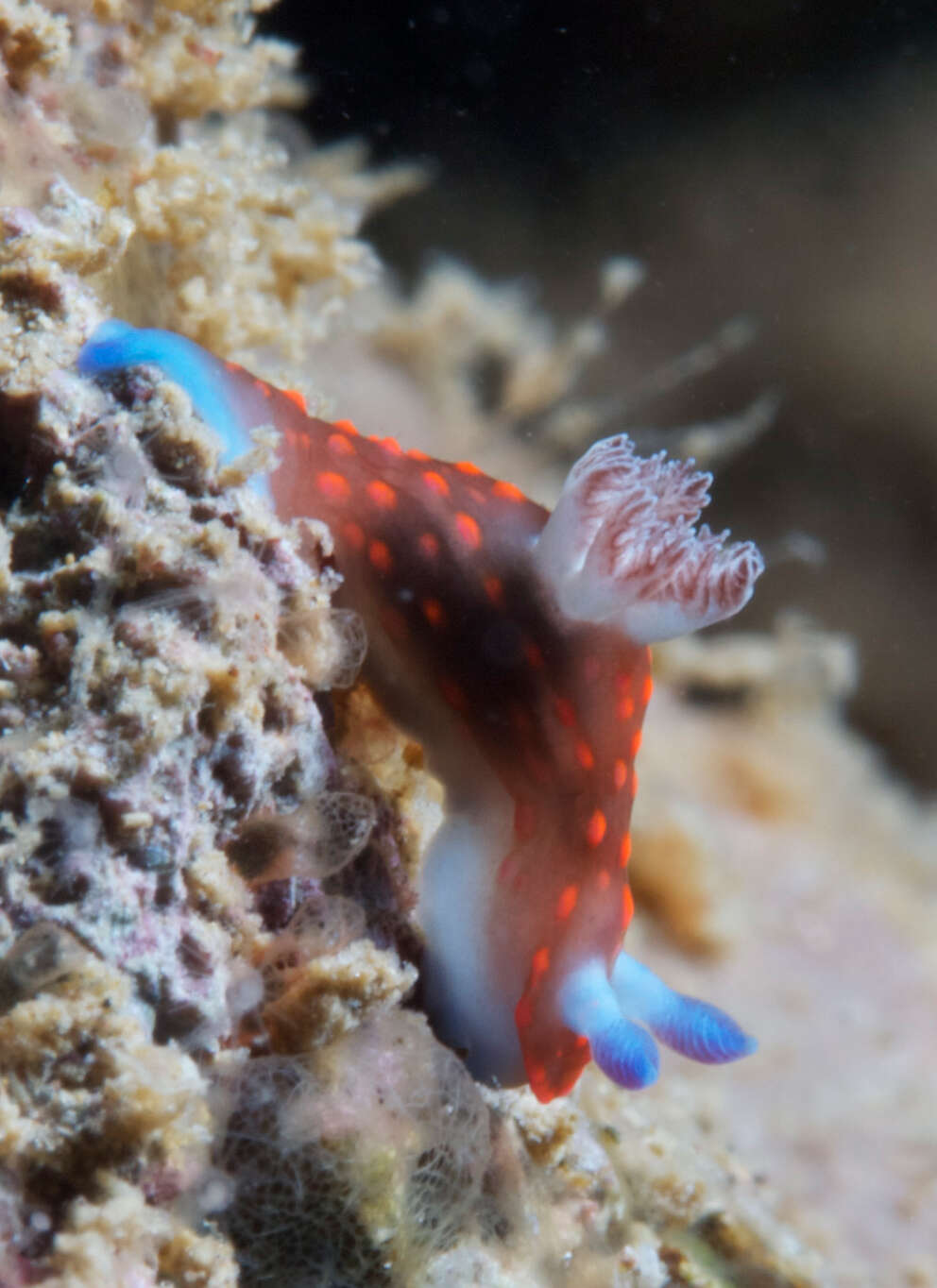 Image of Red spot blue gill black slug