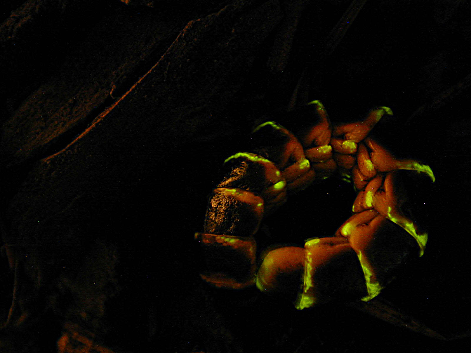 Image of Western Banded Glowworm