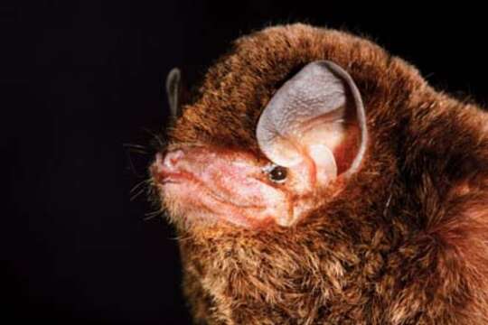 Image of Little Bent-winged Bat