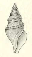 صورة Bathytoma engonia (R. B. Watson 1881)