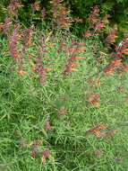 Image of threadleaf giant hyssop