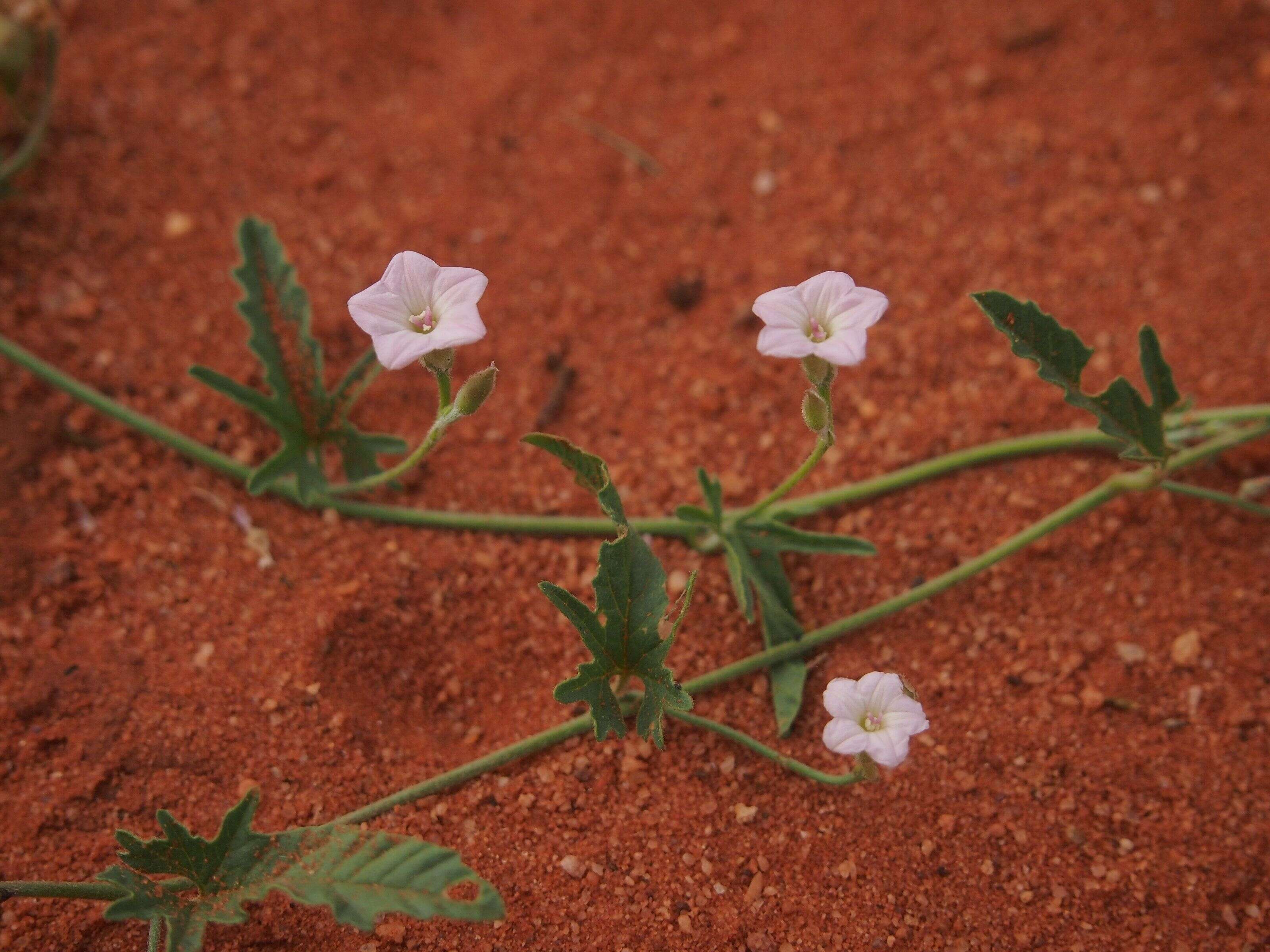 Image of Convolvulus clementii Domin