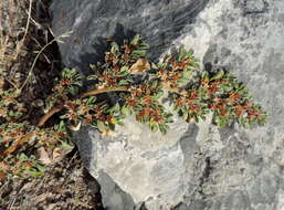 Image of Purslane-leaved aizoon