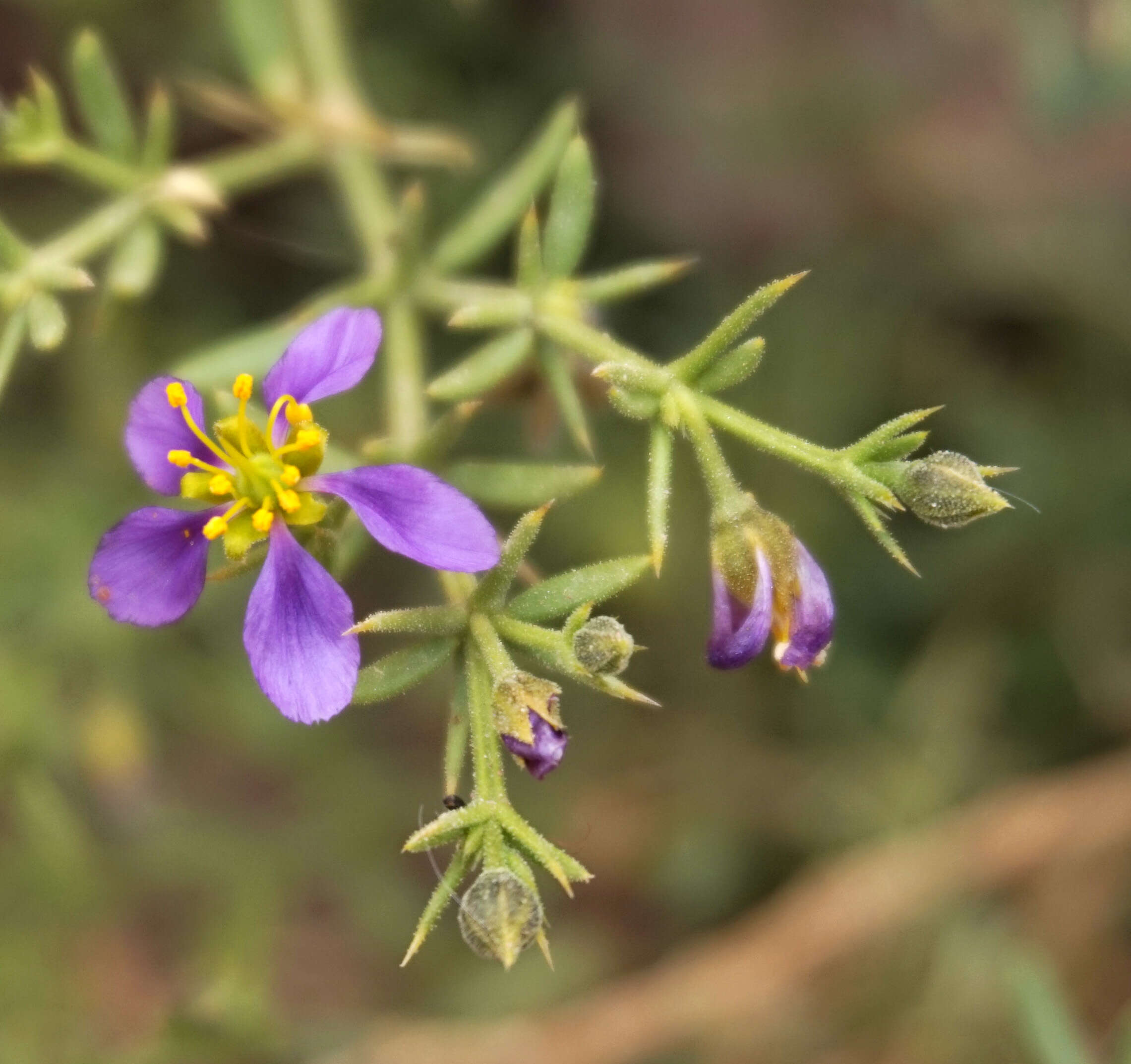 Image de Fagonia