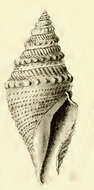 صورة Bathytoma fissa (E. von Martens 1901)