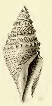 Image of Bathytoma fissa (E. von Martens 1901)