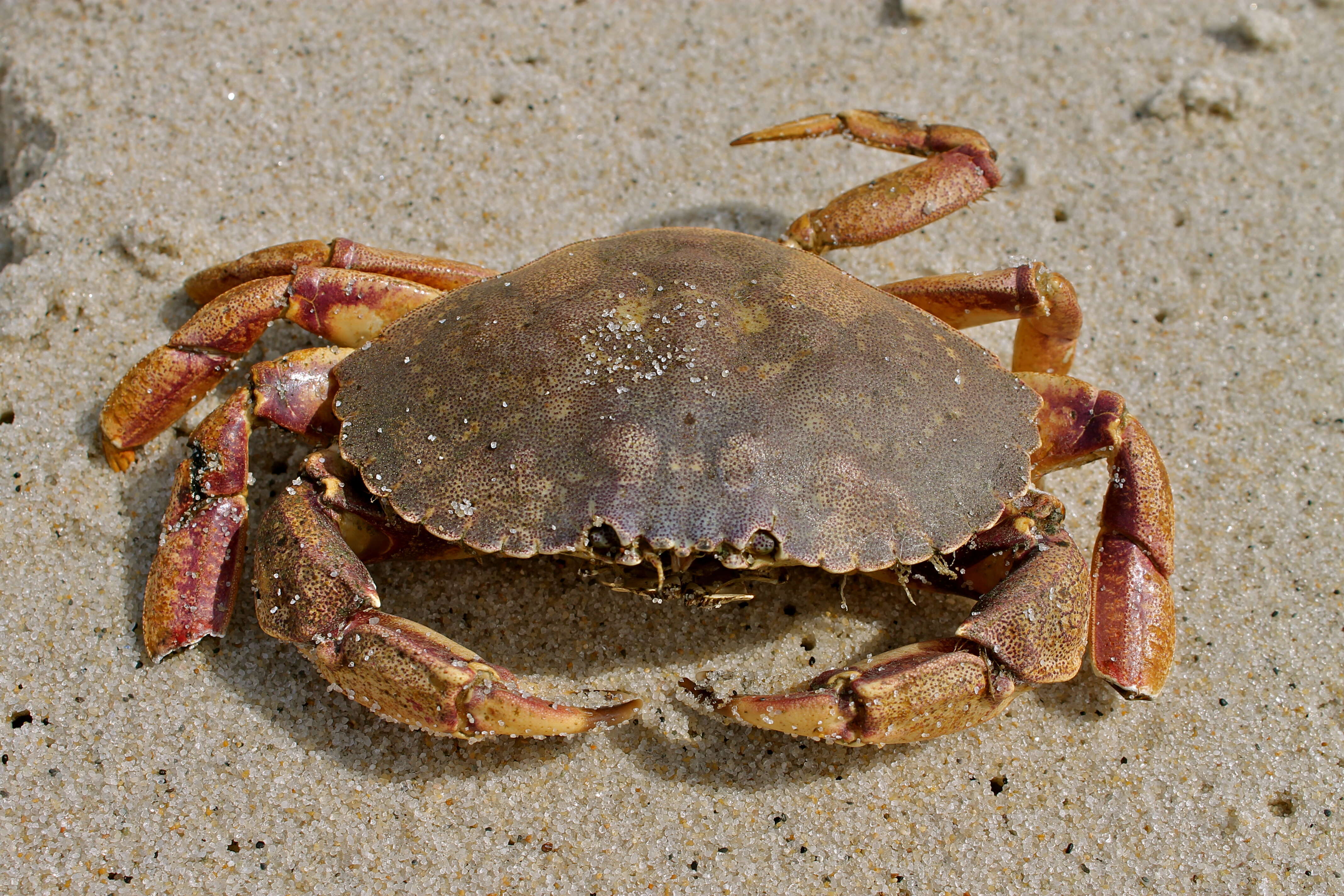 Image of Jonah crab