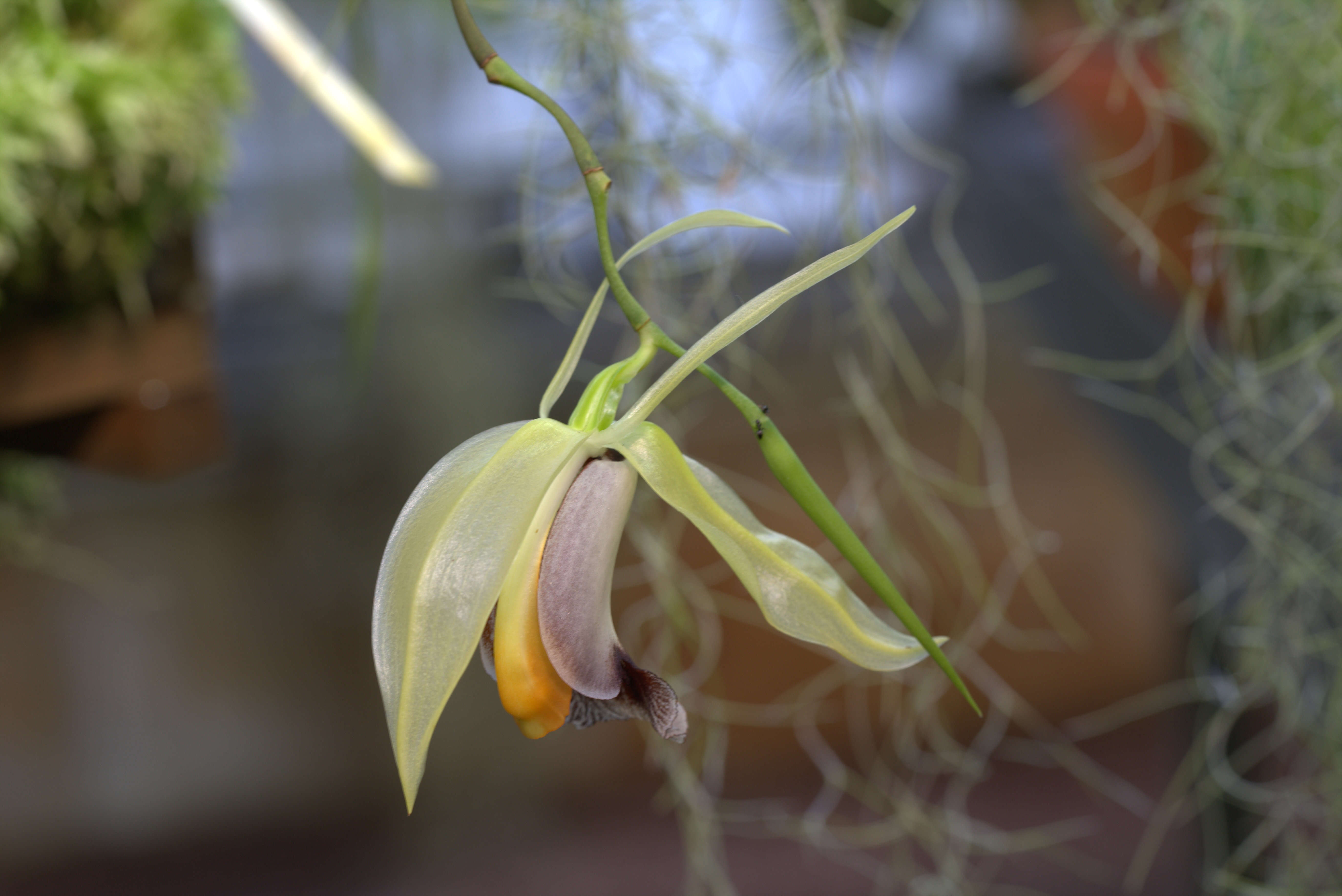 Plancia ëd Coelogyne rumphii Lindl.