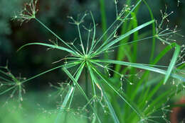 Cyperus textilis的圖片