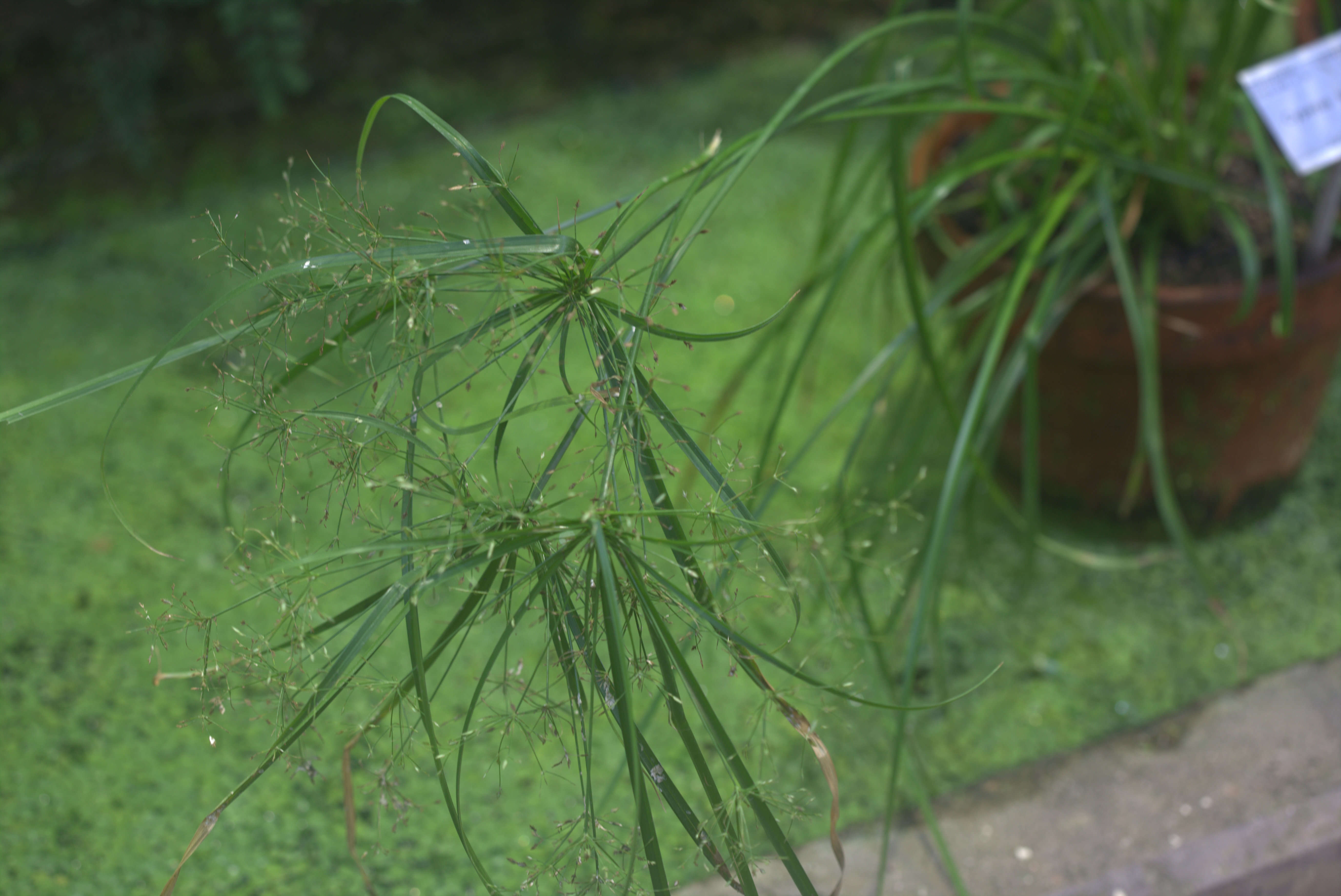 Cyperus textilis的圖片