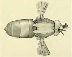 Image of pelecorhynchid flies