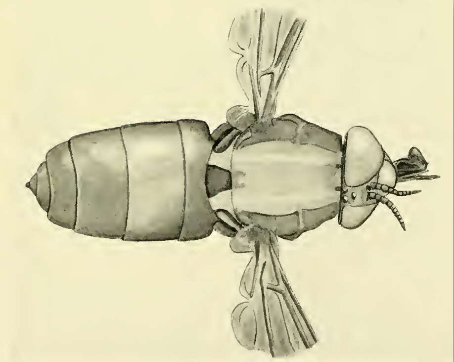 Image of Pelecorhynchidae