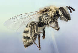 Imagem de Colletes phaceliae Cockerell 1906