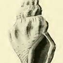 Image of Bathytoma lacertosus (Hedley 1922)