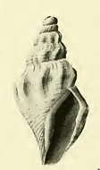 صورة Bathytoma lacertosus (Hedley 1922)