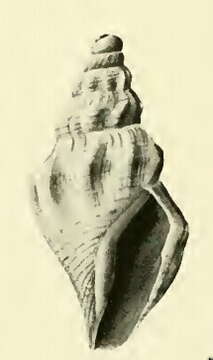 Image of Bathytoma lacertosus (Hedley 1922)