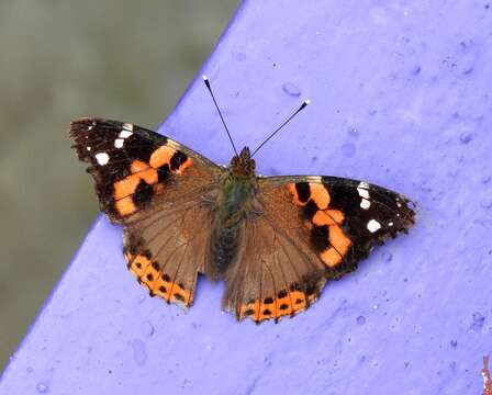 Image of Asian Admiral