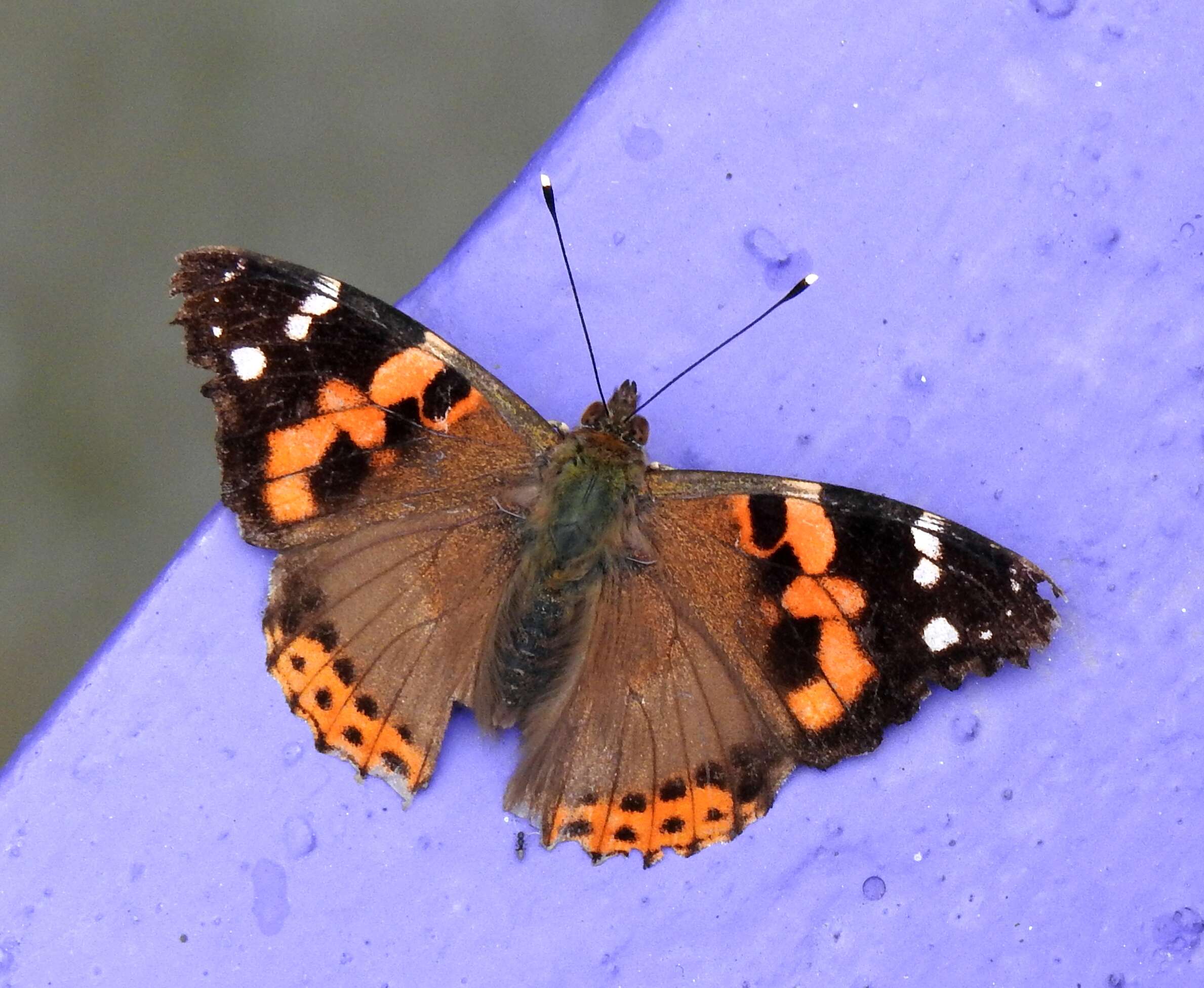 Image of Asian Admiral