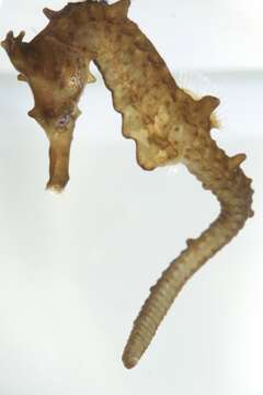 Image of Crowned Seahorse