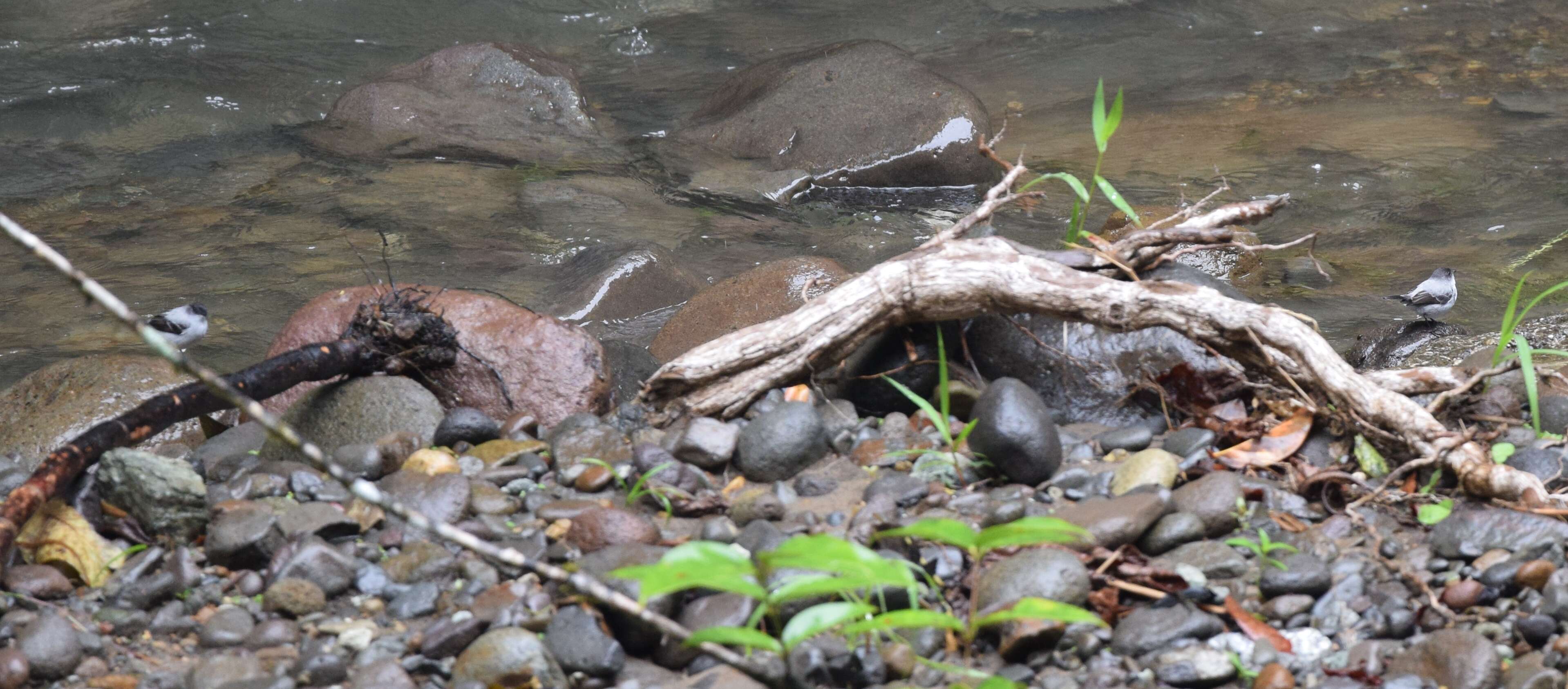 Image of Torrent Tyrannulet