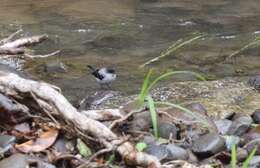 Image of Torrent Tyrannulet