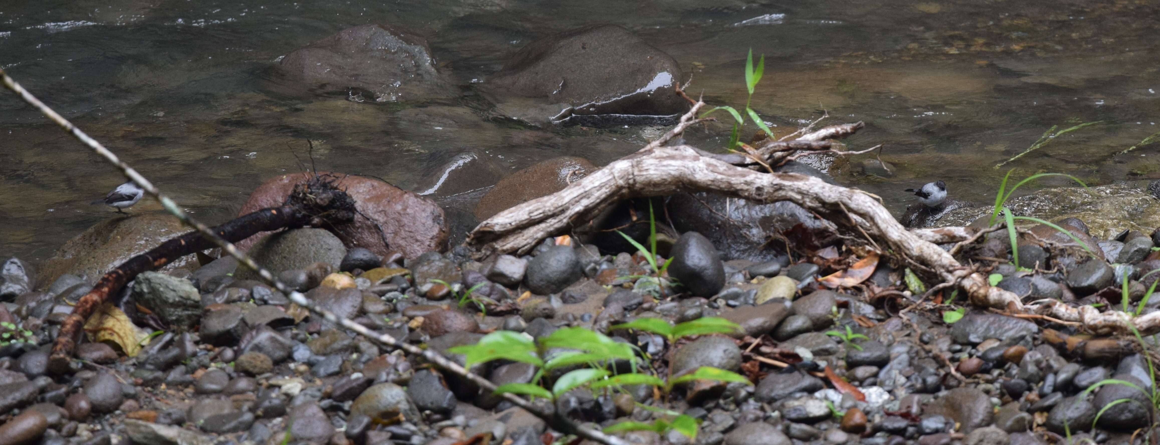 Image of Torrent Tyrannulet