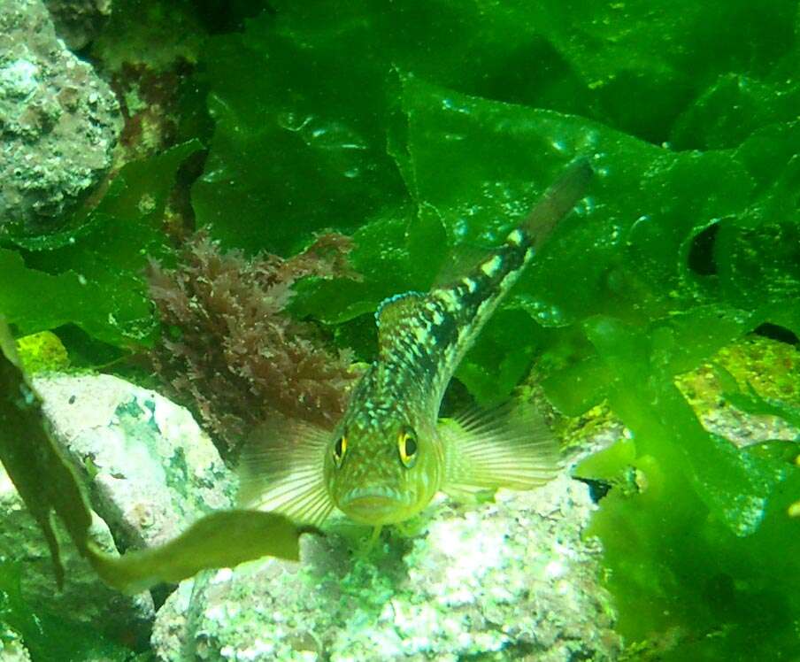 Image of Striped Triplefin