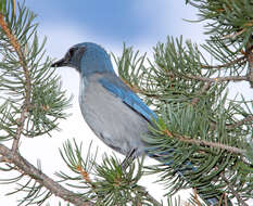 Image of Woodhouse's Scrub Jay