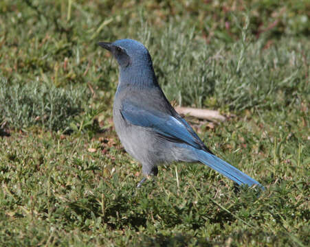 Image of Woodhouse's Scrub Jay