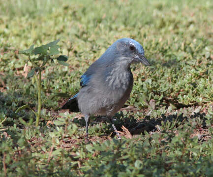 Image of Woodhouse's Scrub Jay