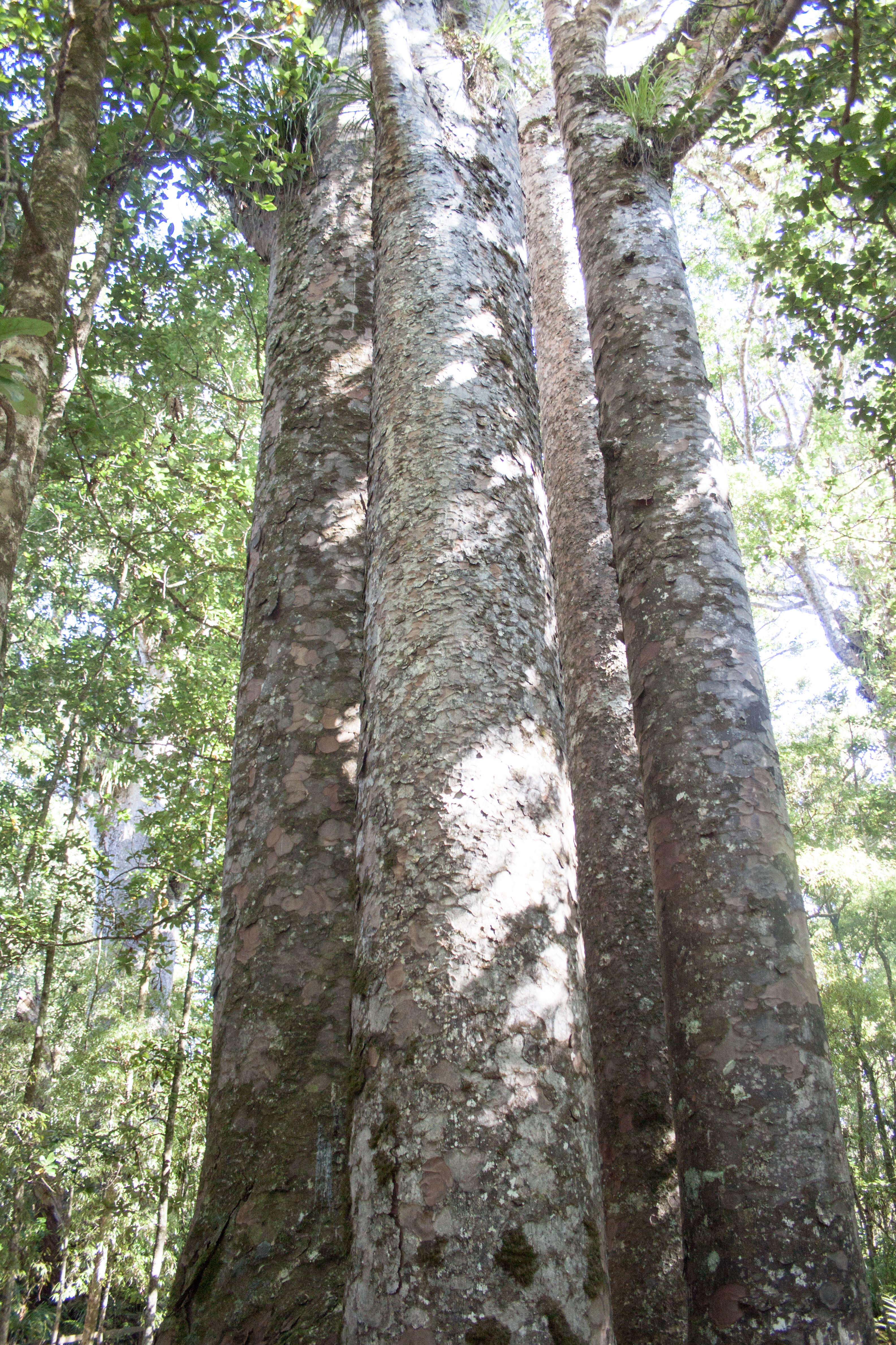 Image of kauri