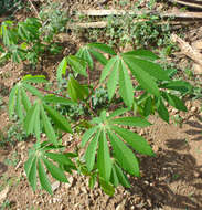 Image of cassava