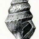 صورة Borsonella agassizii (Dall 1908)