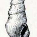 Image of Borsonella coronadoi (Dall 1908)