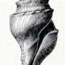 Image of Borsonella diegensis (Dall 1908)