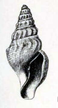 Image of Borsonella erosina (Dall 1908)