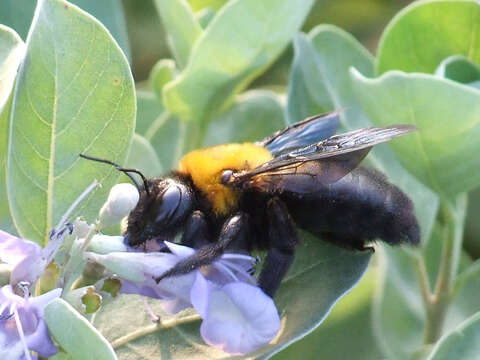 Plancia ëd Xylocopa appendiculata Smith 1852