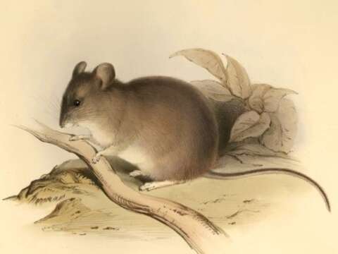 Image of Yellow-rumped Leaf-eared Mouse