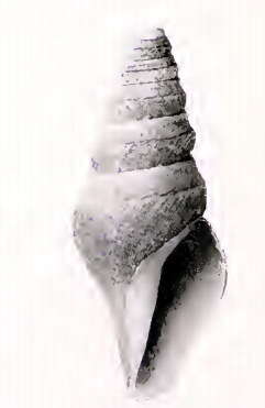 Image of Borsonella barbarensis Dall 1919